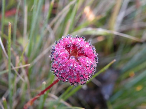 pink flower water