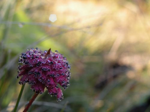 pink flower water