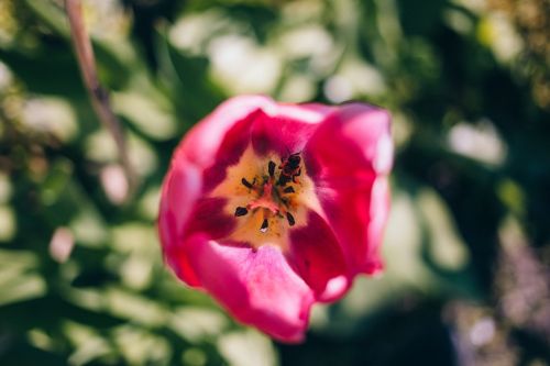 pink petals bloom