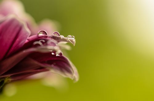 pink petal bloom