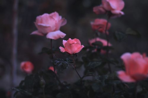 pink roses garden