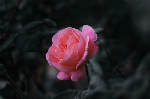 pink roses garden