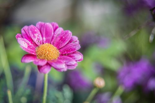 pink flower bloom