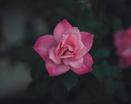 pink flower bloom