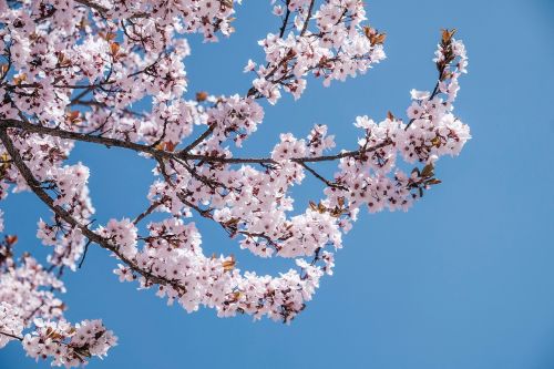 pink blossoms bloom