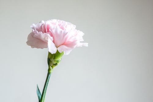 pink flowers bloom