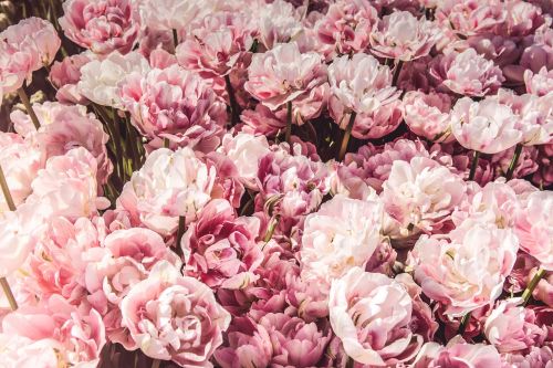 pink flowers bunch