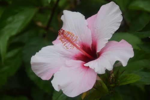 pink flower flora