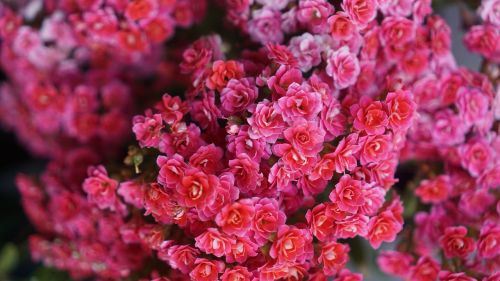 pink flowers petal