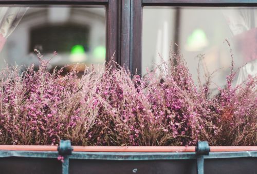 pink flower plants