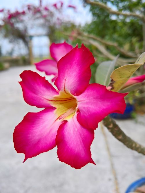 pink flower natural