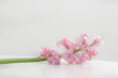 pink flower bloom