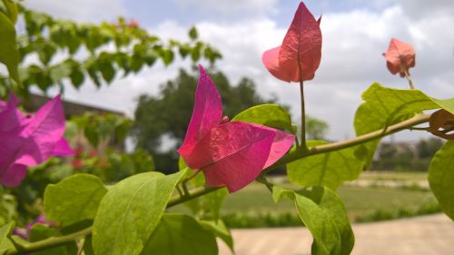 pink flower nature