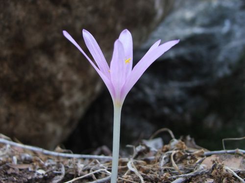 pink flower nature