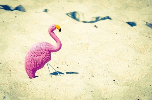 pink swan beak