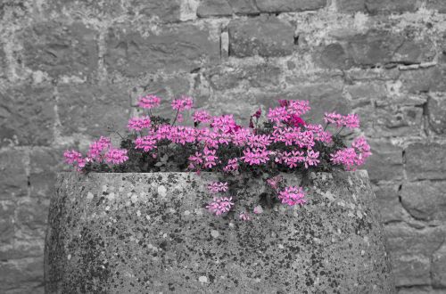 pink grey flowers