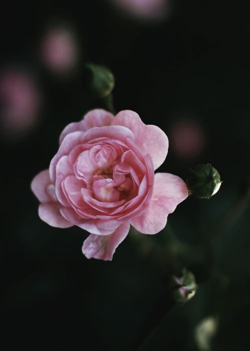 pink petal flower