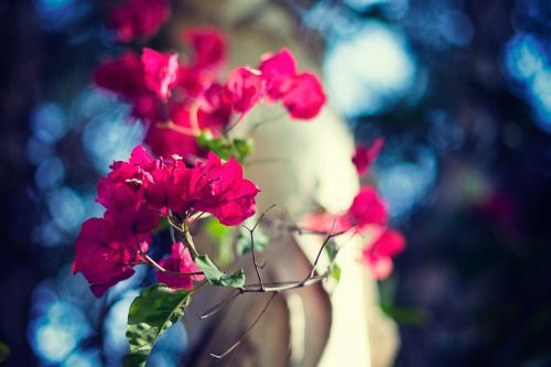 pink petal flower