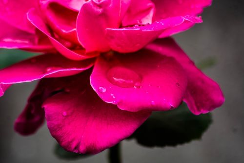 pink petal rose