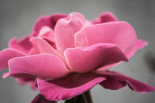 pink petal rose