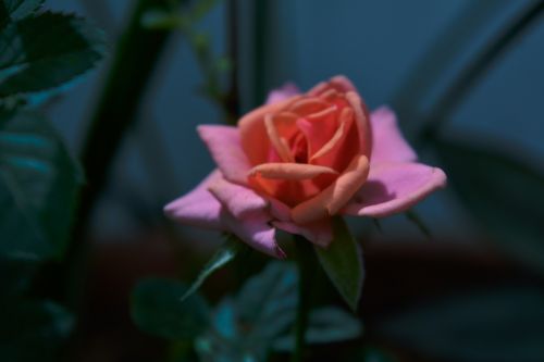 pink petal rose