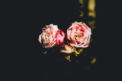 pink rose flower