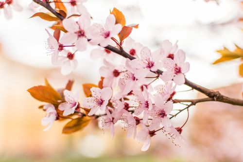 pink petal flower