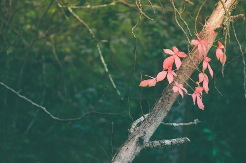 pink leaves vine