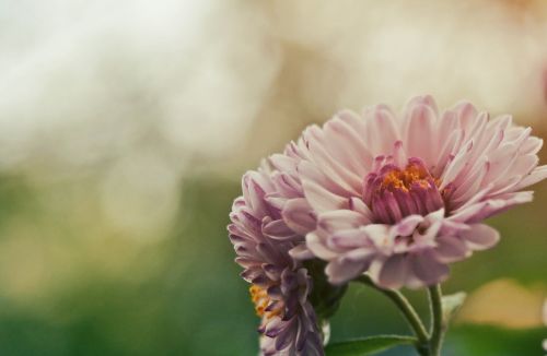 pink flower petals