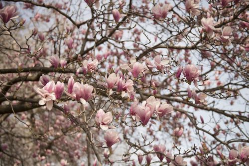 pink flower tree