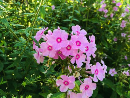 pink flowers garden