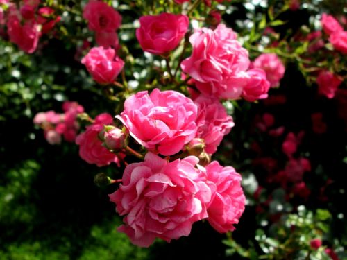 pink pink rose ros