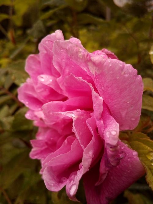 pink flower bush