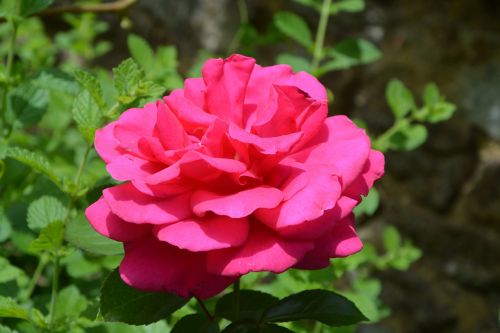 pink rose thorn shrub spicy