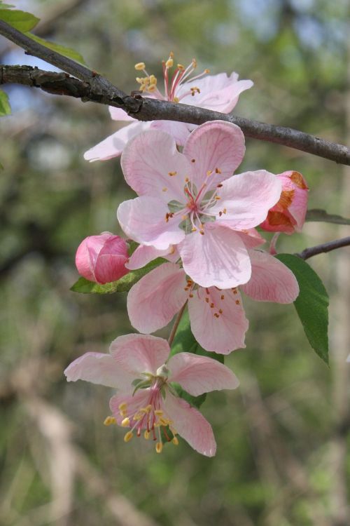 pink apple blossom