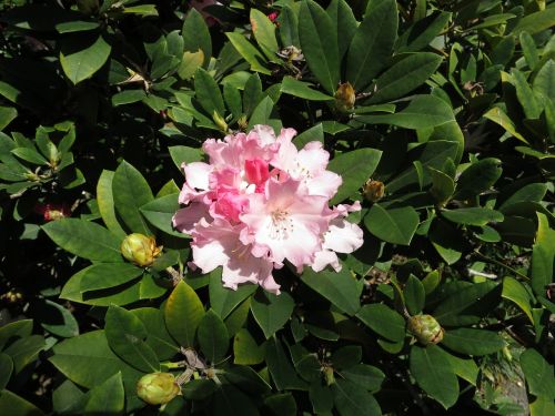 pink flower azalea blossom