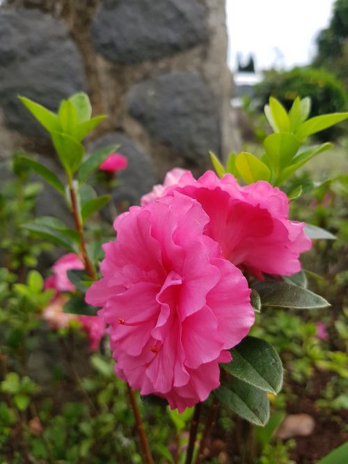 pink flower nature