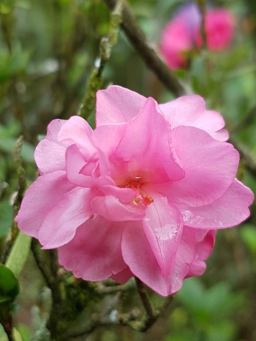pink flower nature