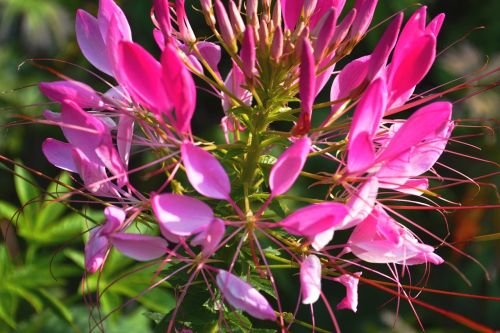 pink blossom bloom