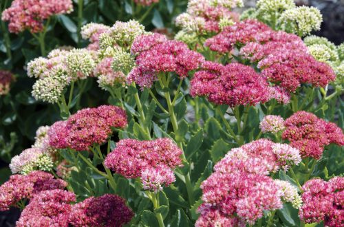 pink sedum blossoms