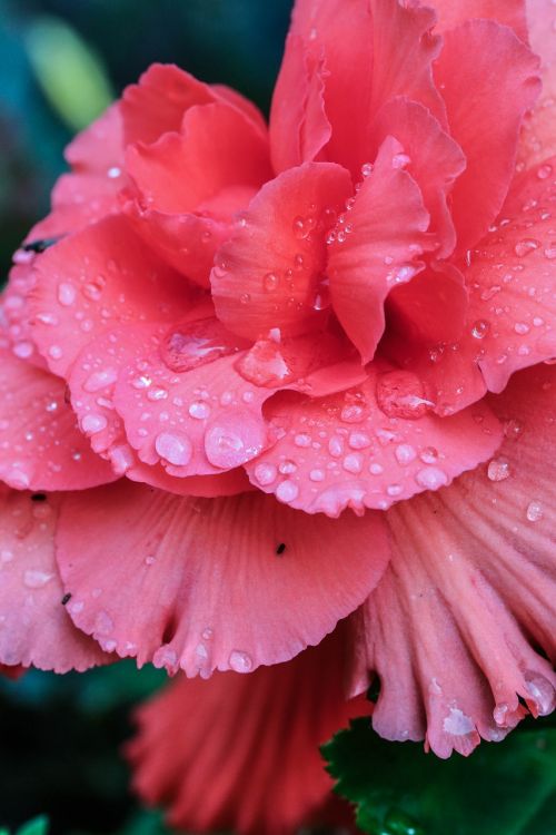 pink flower water drop