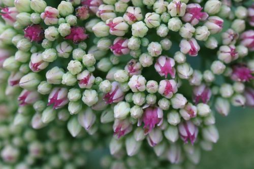 pink white buds