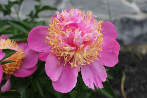 pink peony flower