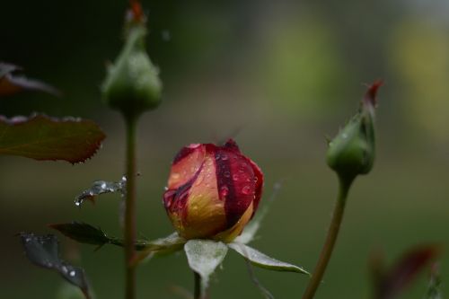 pink rose water