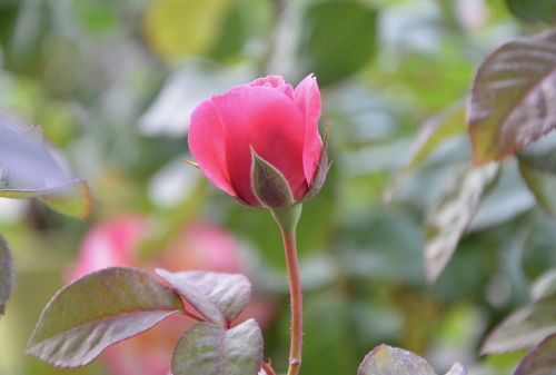 pink flower rosebush