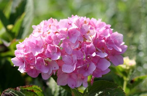 pink flower close