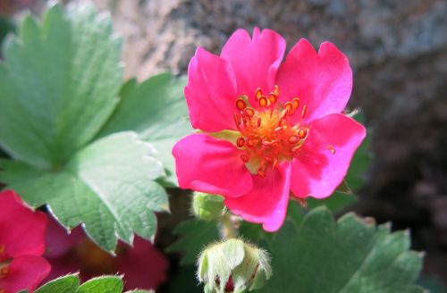 pink strawberry stamen