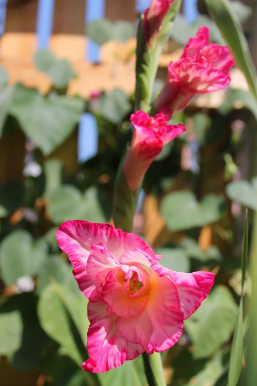 pink flower beautiful flower