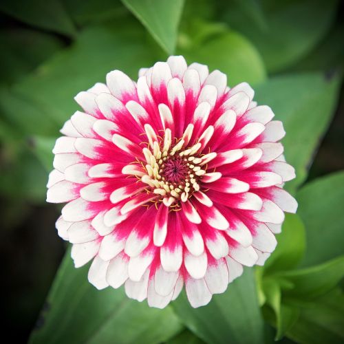 pink flower nature