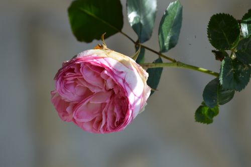 pink rosebush pale pink